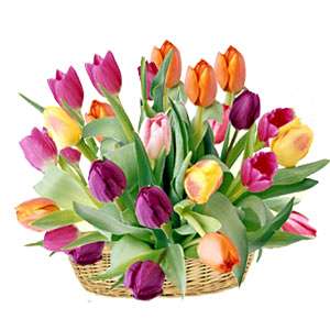 Charming Tulips