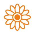 Gerberas